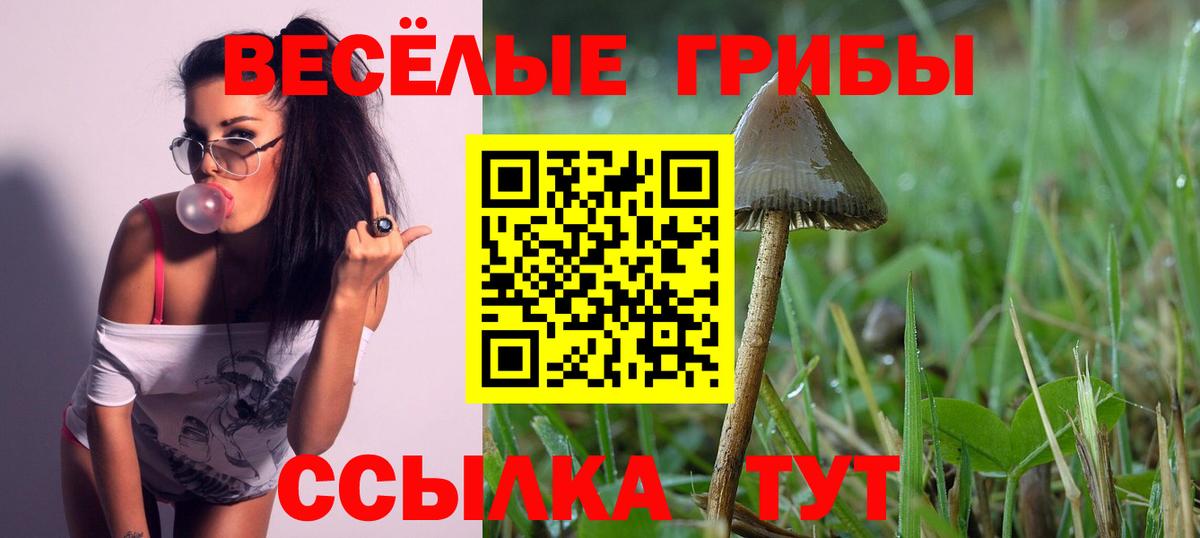 Галлюциногенные грибы Psilocybe Анжеро-Судженск