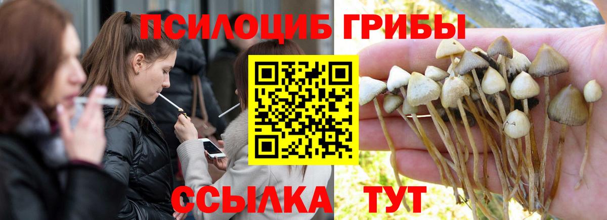 Псилоцибиновые грибы Psilocybe Анжеро-Судженск